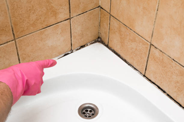 Mold Testing and Removal in North Myrtle Beach, SC