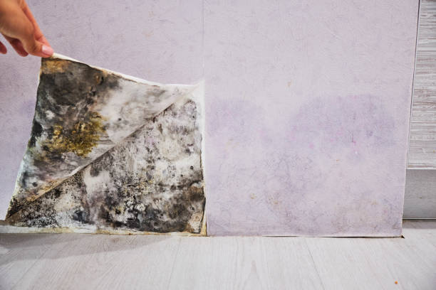 Best Attic Mold Removal  in North Myrtle Beach, SC